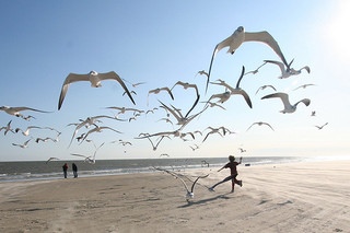 Photo: Running With Seagulls by Ed Schipul