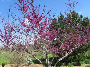 Texas Redbud in bloom.